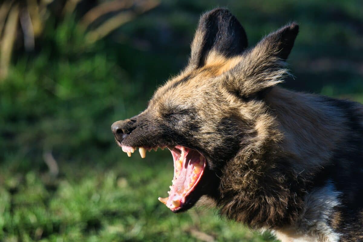 Hyena Eating His Own Flesh