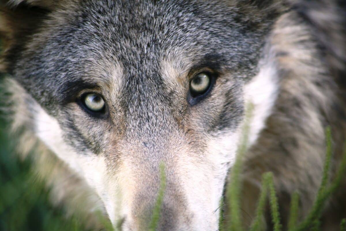 close up of wolf