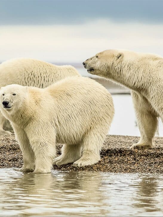 Watch: Polar Bear Family Feeding on a Huge Whale