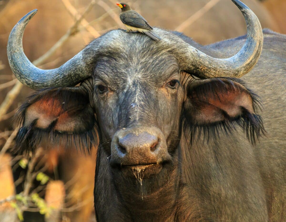 The Buffalo That Walked Away from the Lions' Feast