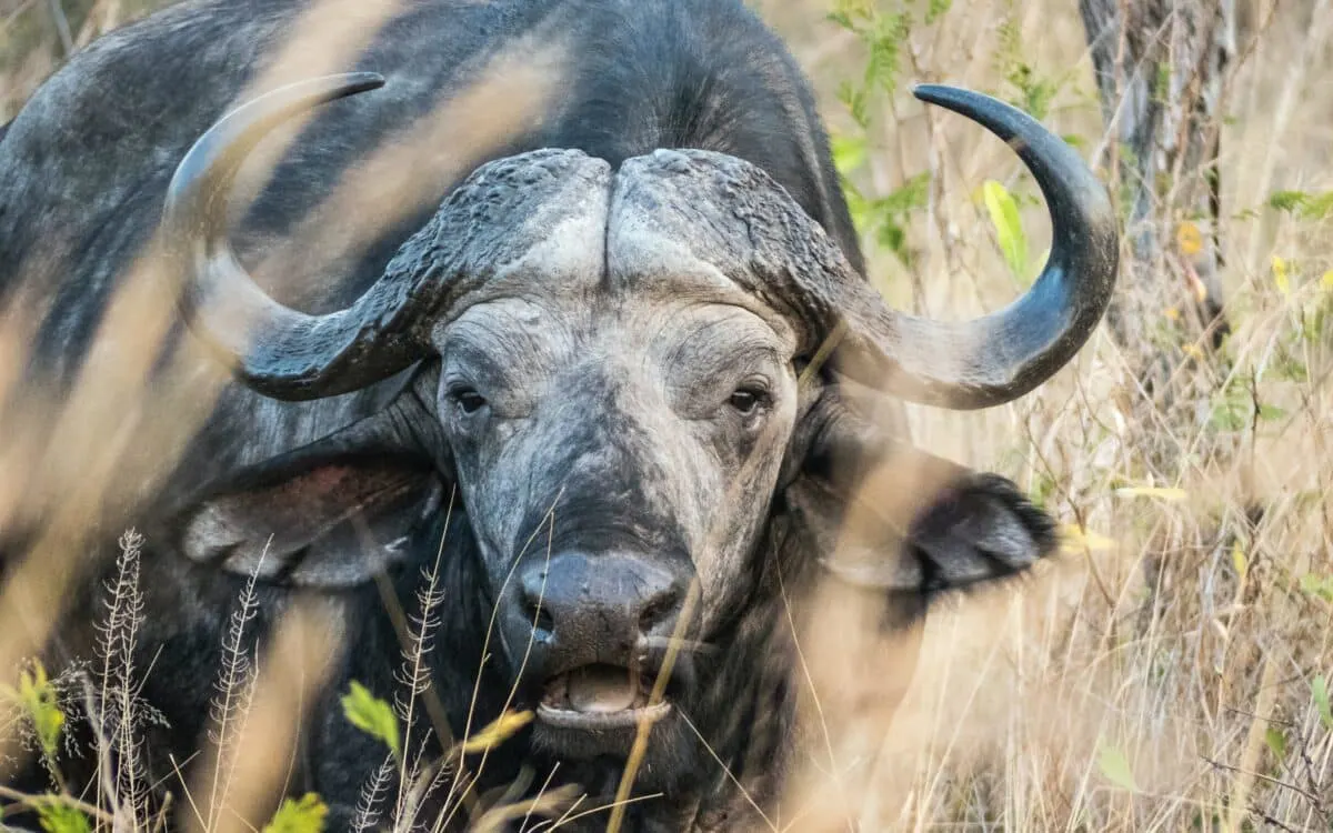 The Buffalo That Walked Away from the Lions' Feast