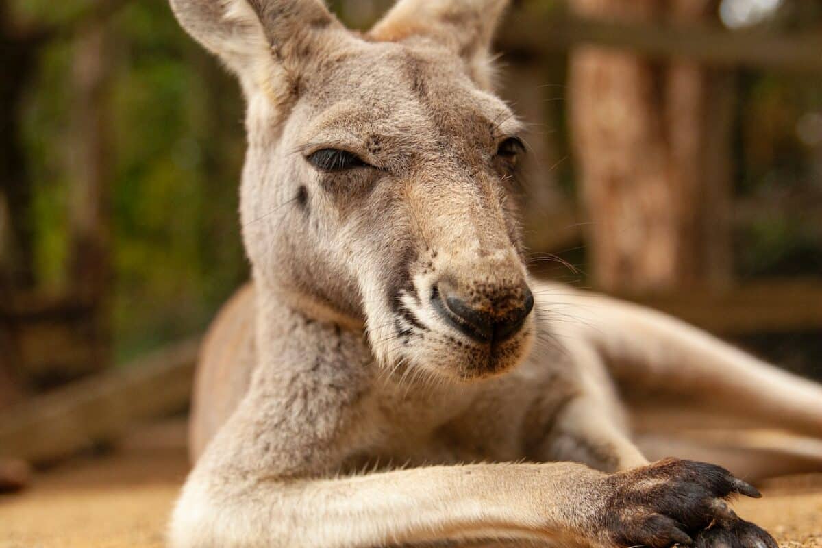 close up of kangaroo