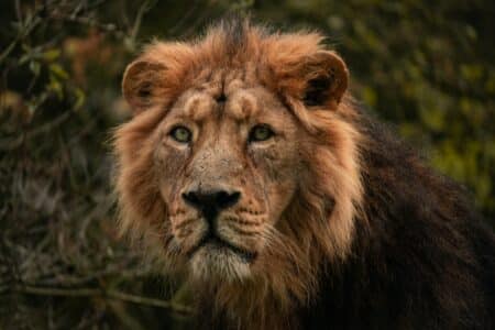 The True Tale of the Man-Eating Lions of Tsavo