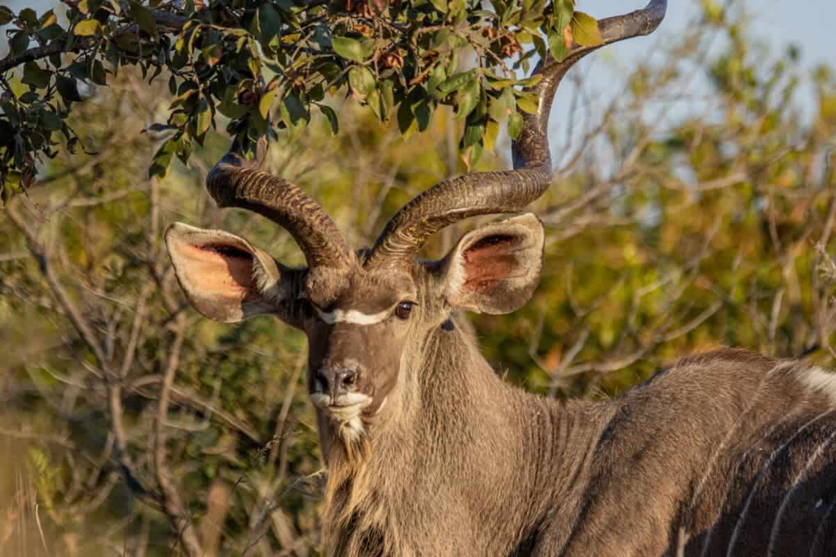 Kudu's Unbelievable Fight 