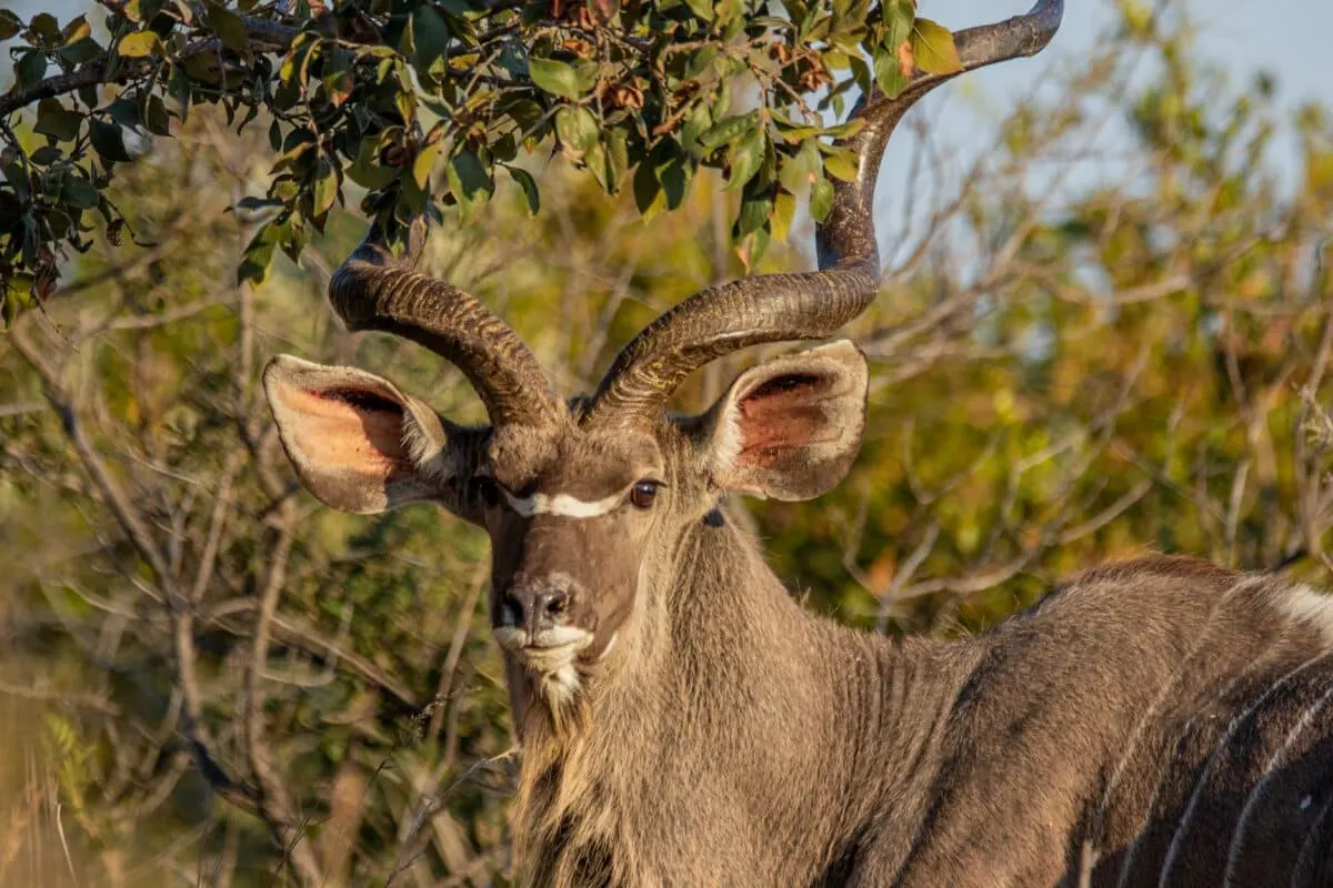 Kudu's Unbelievable Fight