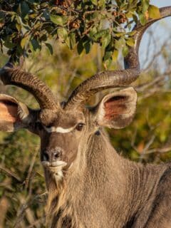 Kudu's Unbelievable Fight