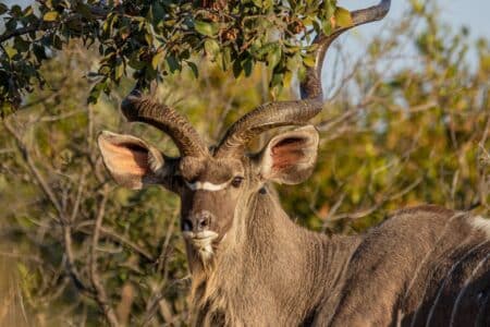 Watch: Kudu’s Unbelievable Fight Against Wild Dogs, Hippo, and Crocodile