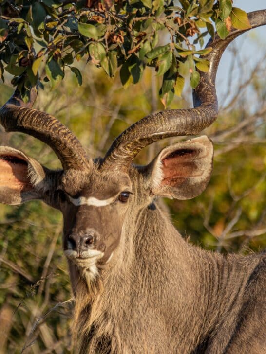 Watch: Kudu’s Unbelievable Fight Against Wild Dogs, Hippo, and Crocodile