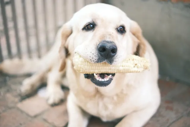 Foreign objects that could get stuck in your dog