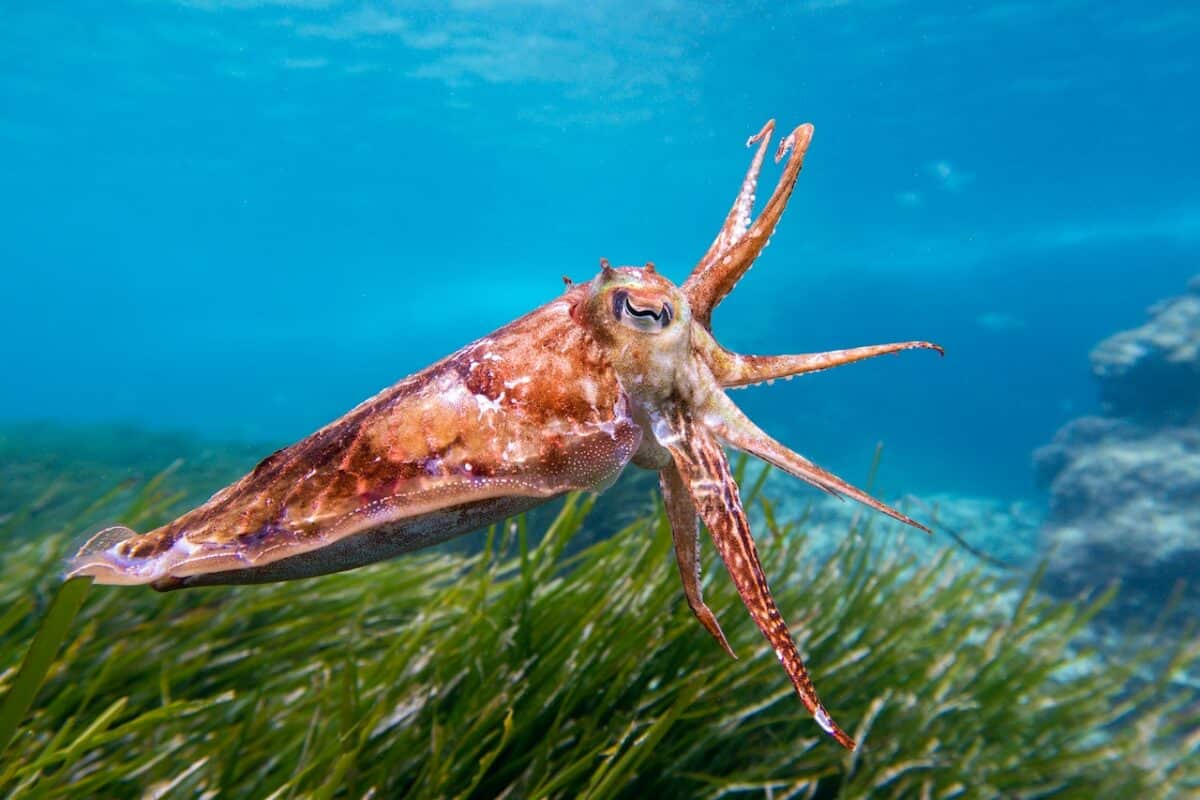 red cuttlefish