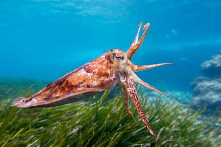 Impressive Cuttlefish Defense Against My GoPro