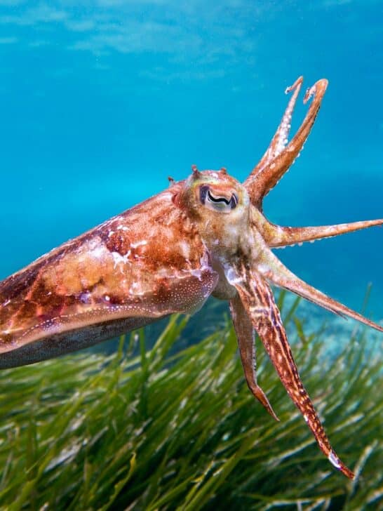 Impressive Cuttlefish Defense Against My GoPro