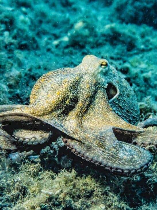 7 Animals with Astonishing Camouflage Abilities