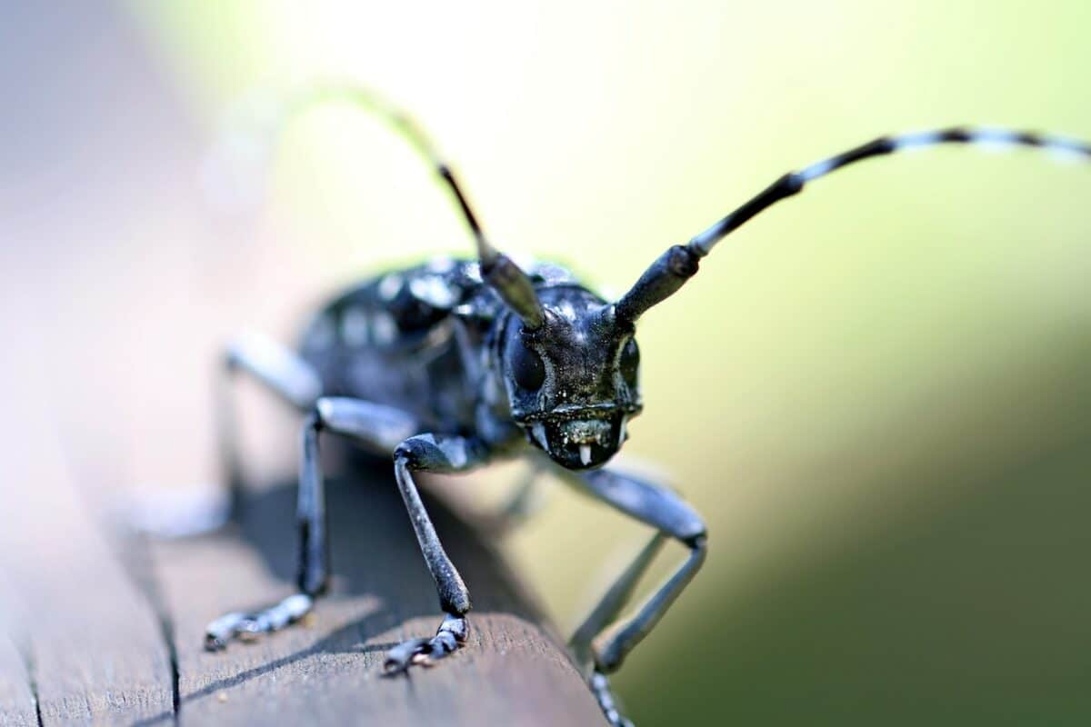 beetle with long antennae