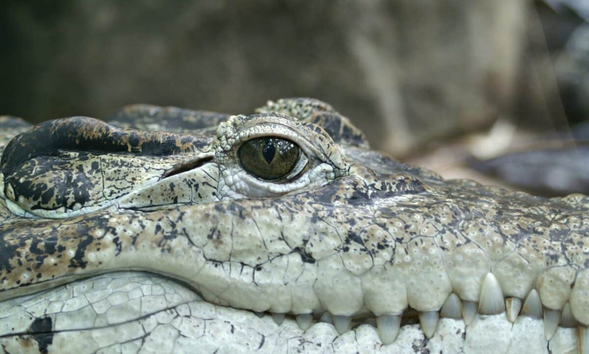 Python Eats Alligator