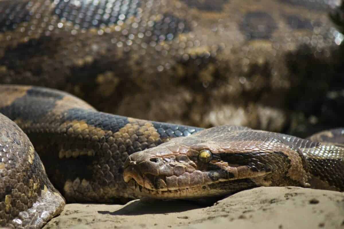 Python Eats Alligator 