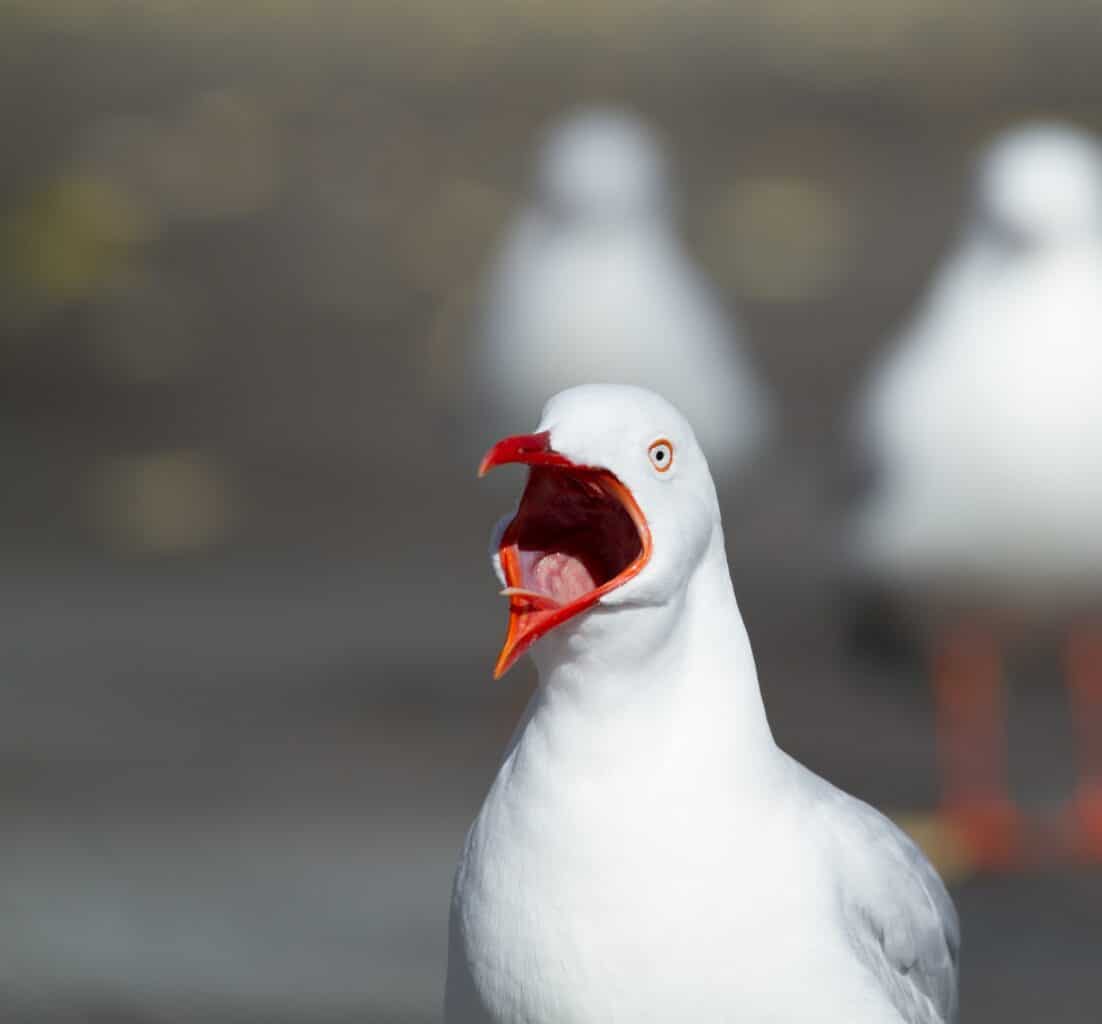seagull with open mouth