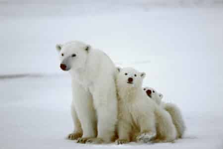 The World’s Largest Land Predator: The Polar Bear