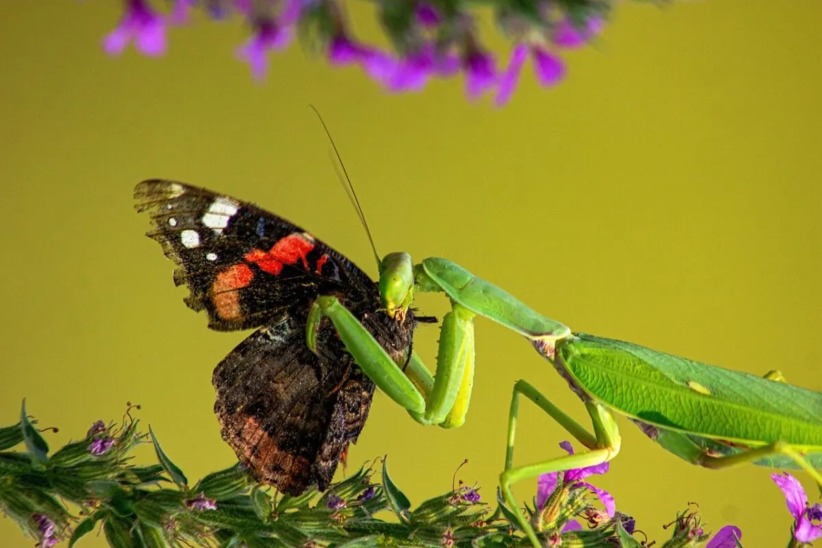 praying mantis eating butterfly