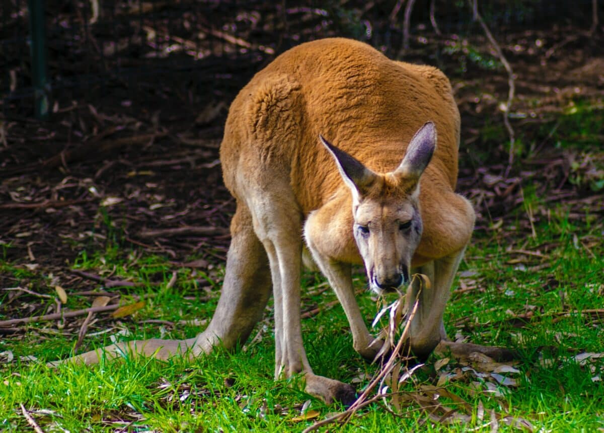 man fights kangaroo