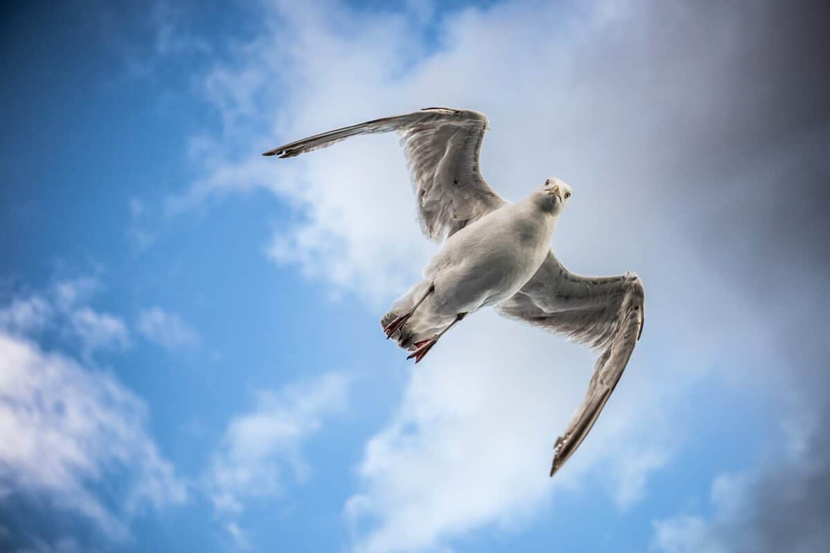 seagull flying