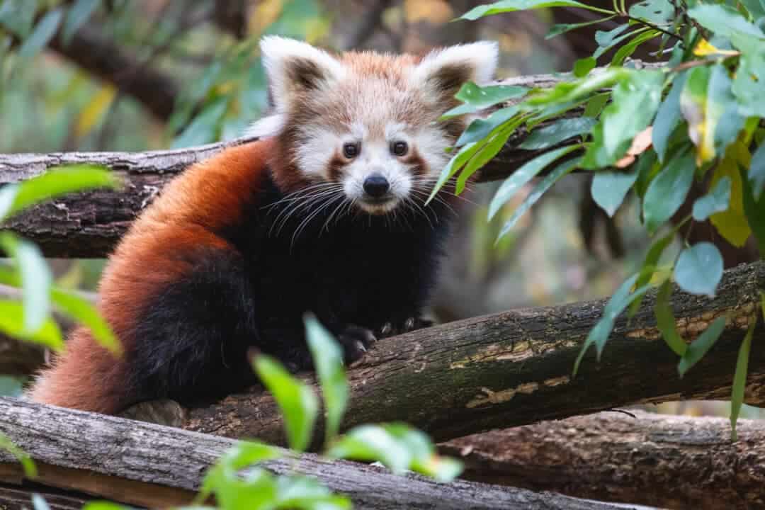 15 Cutest Baby Animals Born in the Wild - Animals Around The Globe