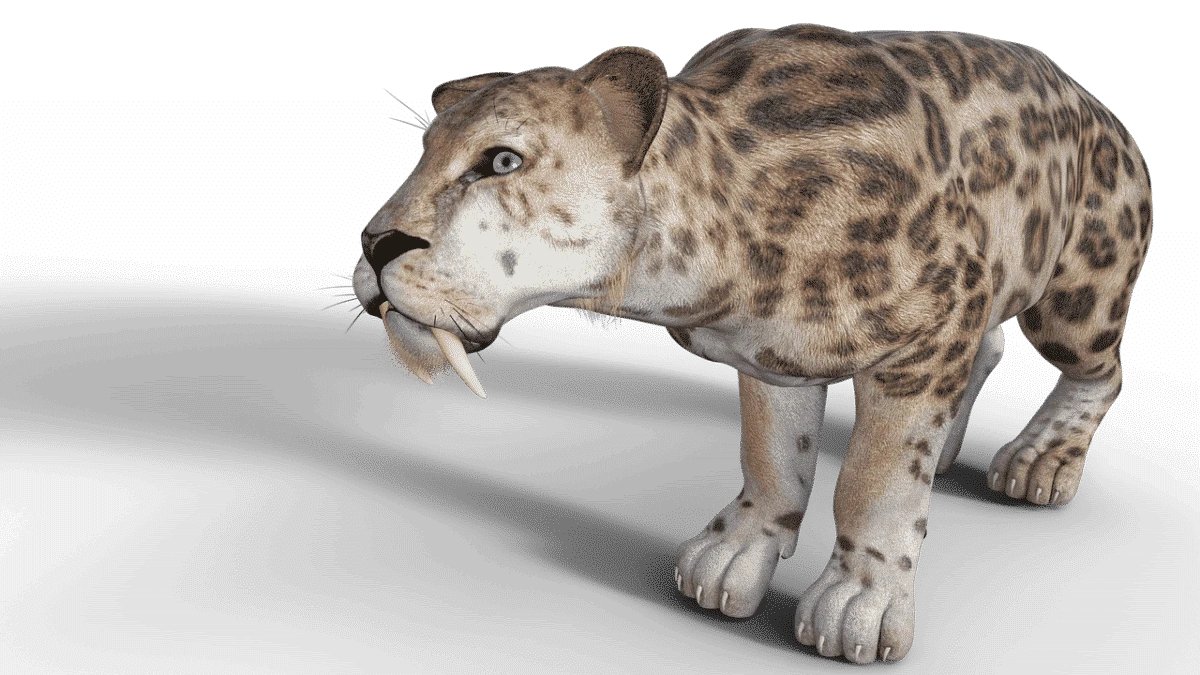 Saber toothed tiger