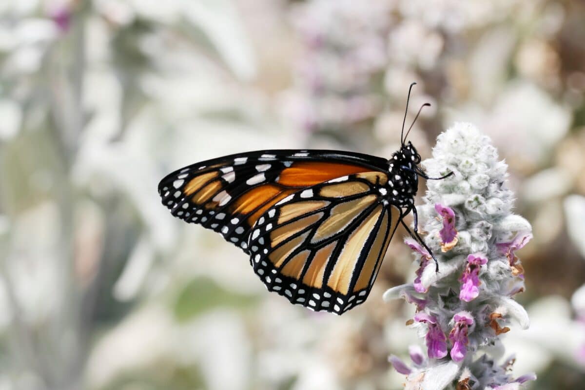 monarch butterfly
