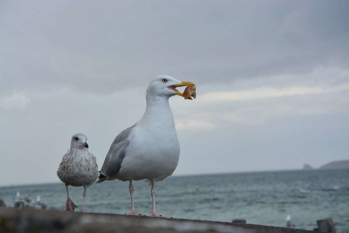 seagull steals drugs in the U.K