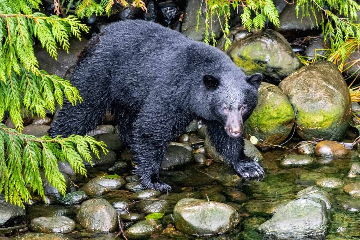black bear in stream 