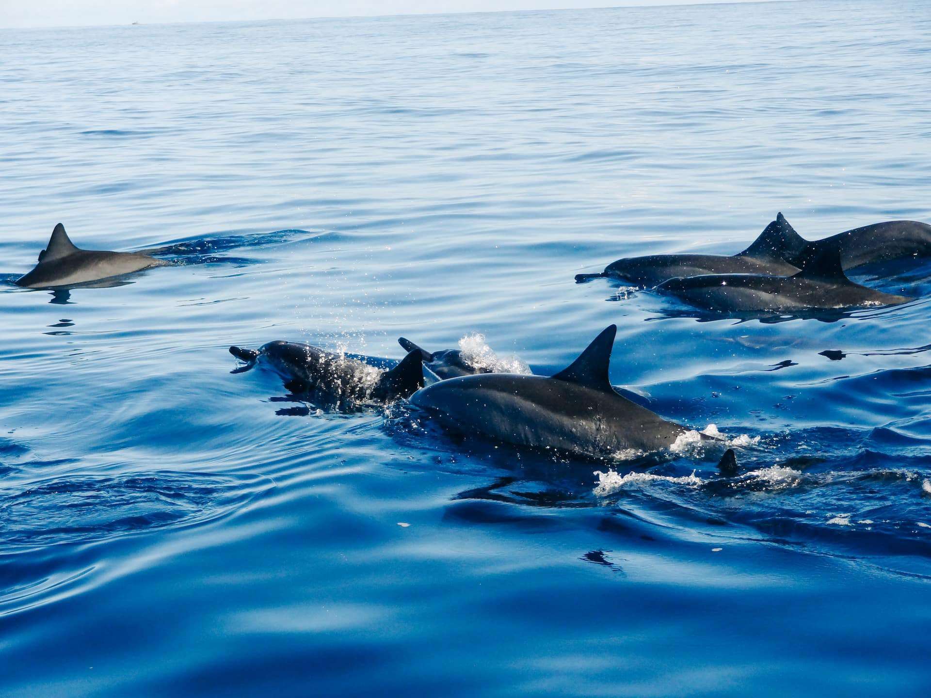 a pod of dolphins