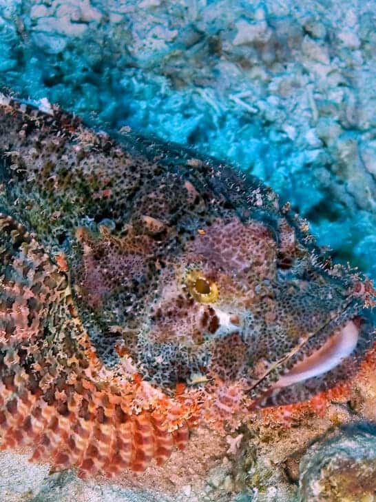 Everything You Need to Know About Treating a Stonefish Sting