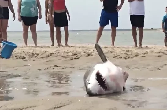 Human Saves a Stranded Great White Shark