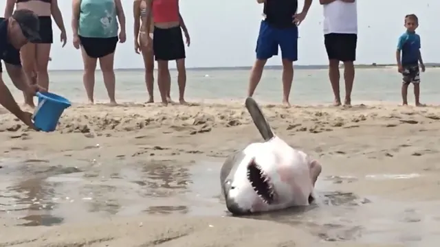 Human Saves a Stranded Great White Shark