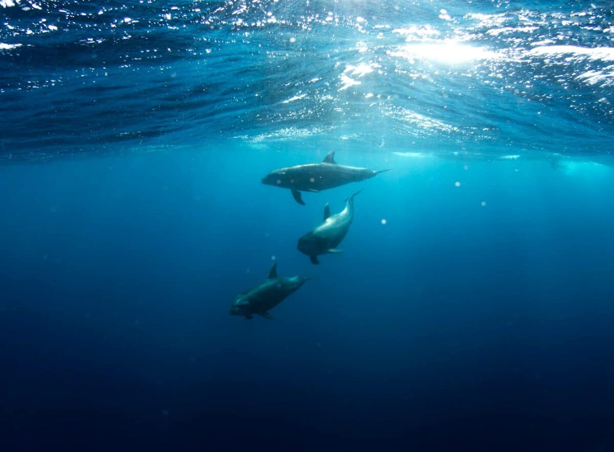 dolphins underwater