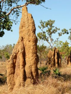 termite hill