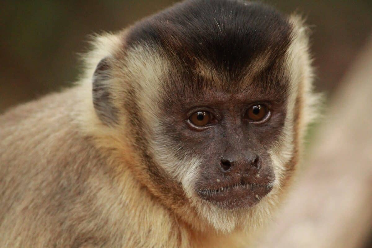 tool use of capuchin monkey