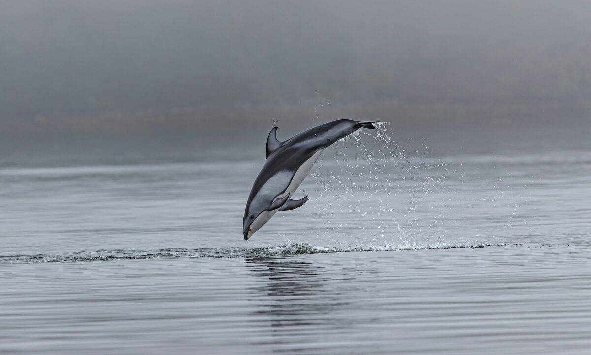 how dolphins use echolocation