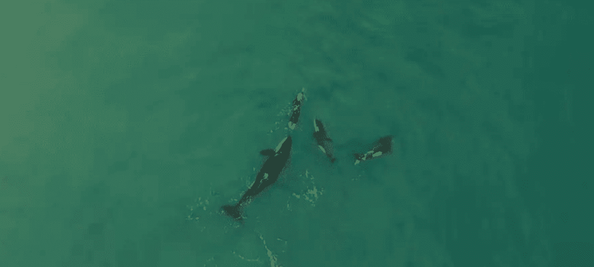 three orcas investigate swimmer