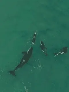three orcas investigate swimmer