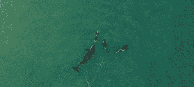 Watch: Three Orcas Investigate Swimmer
