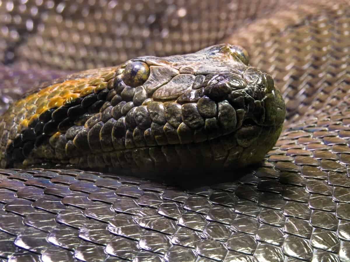 close up of anaconda