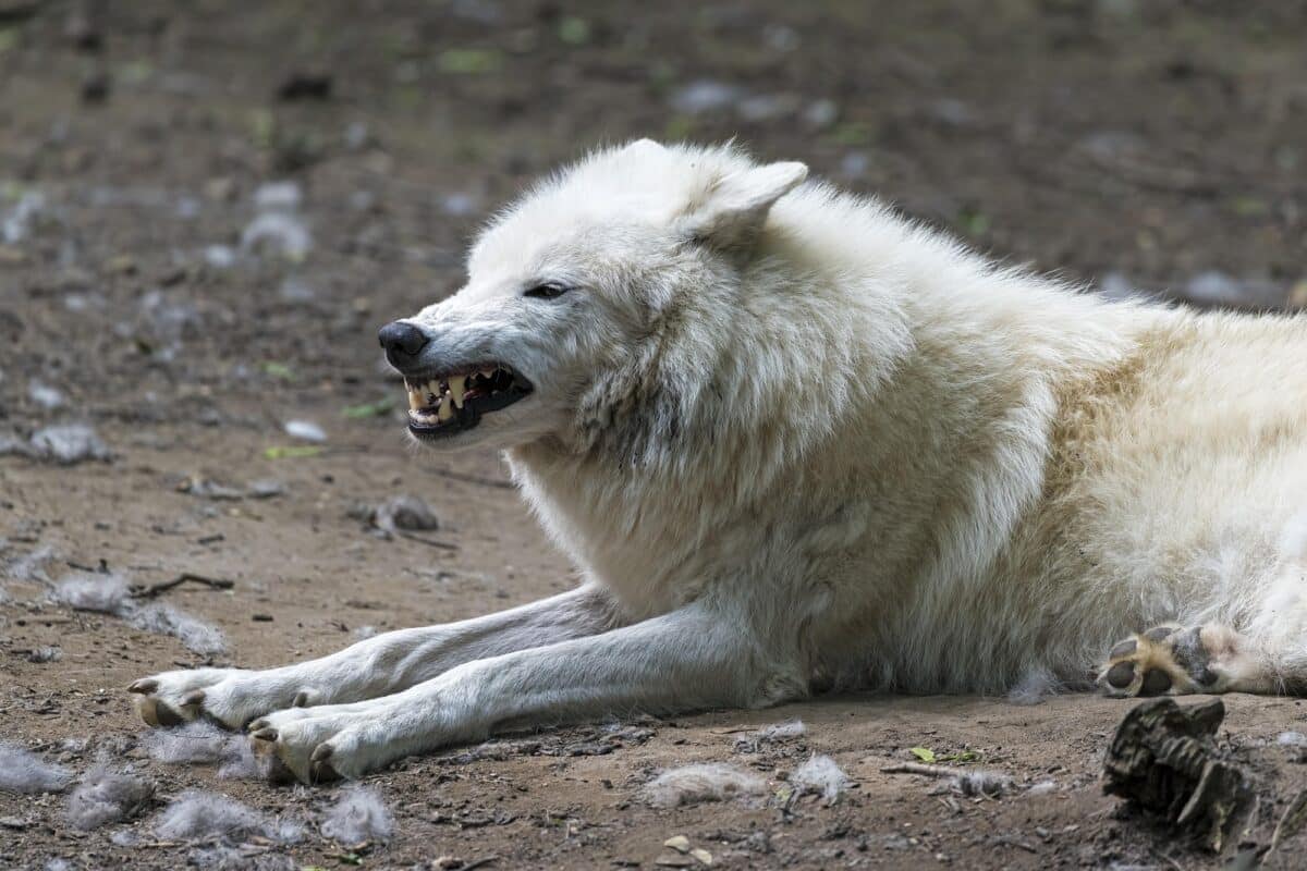 arktischer Wolf