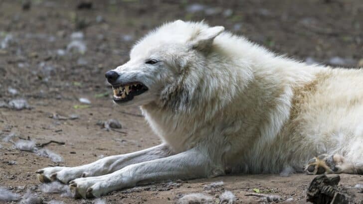 The Biggest Arctic Wolf Ever Recorded