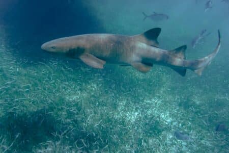 All Sharks Must Keep Moving To Breathe Is A Lie