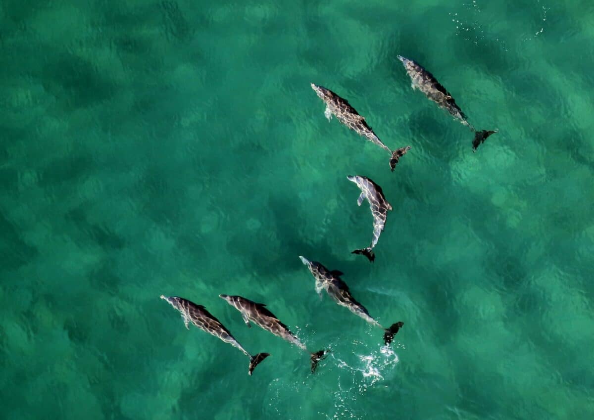 a pod of dolphins seen from above