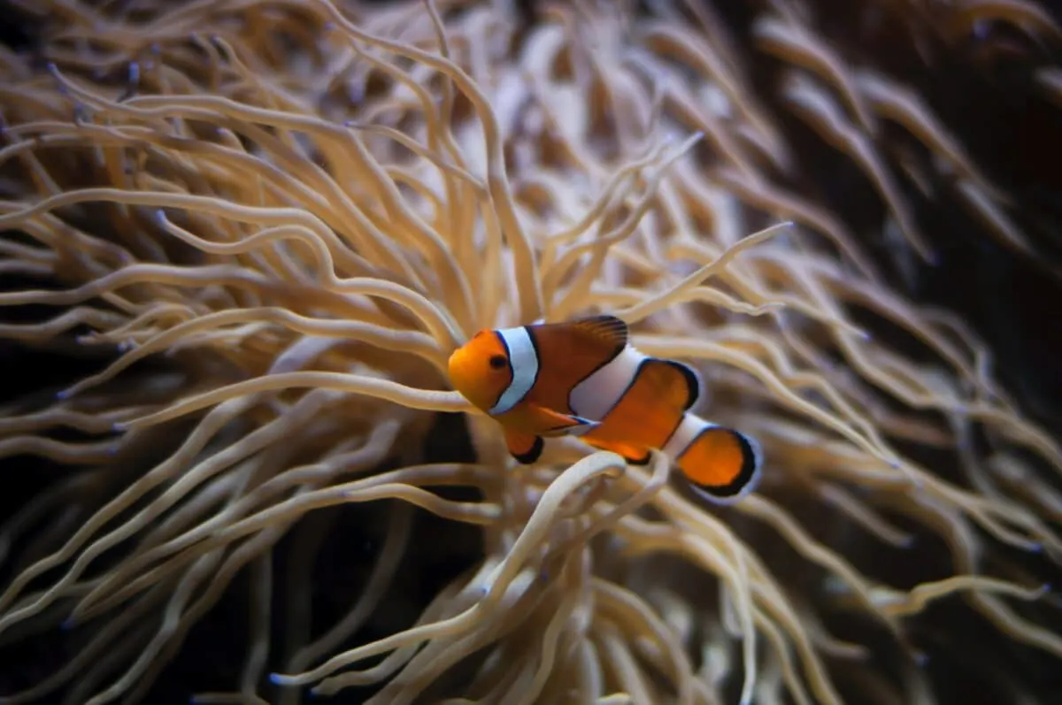 clownfish