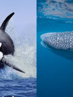 Orca attacks whale shark