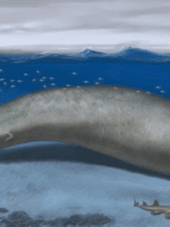 Perucetus colossus Giant Whale Discovery Challenges Blue Whale