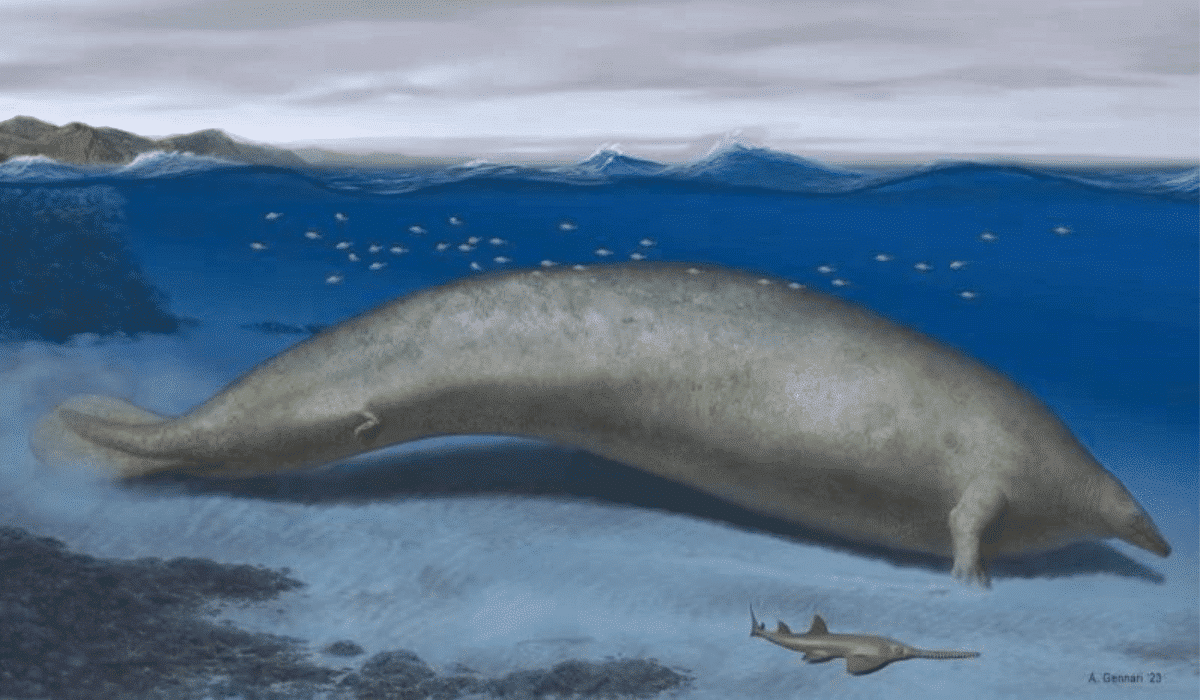 Perucetus colossus Ancient Whale Fossil Challenges Blue Whale